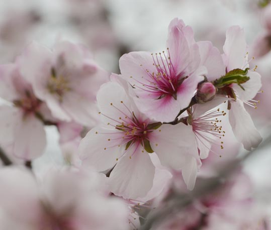 2013nagaikouennosakura040