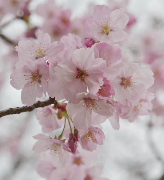 2013nagaikouennosakura044