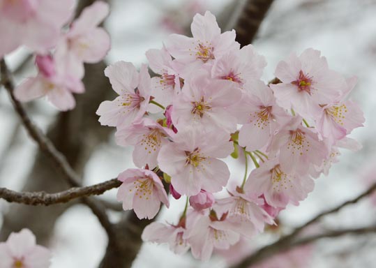 2013nagaikouennosakura046