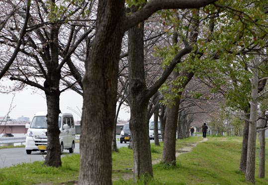 2013nagaikouennosakura048