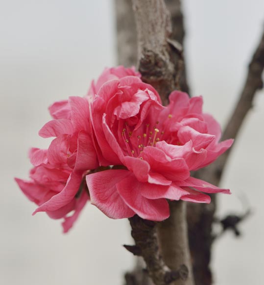 2013nagaikouennosakura051