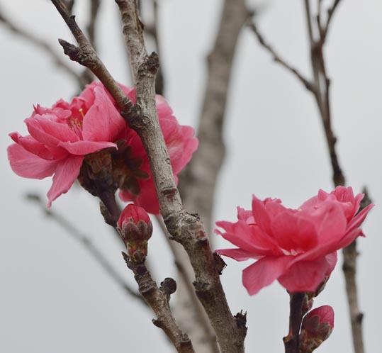 2013nagaikouennosakura052