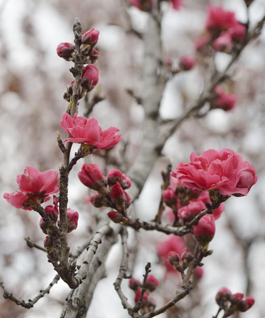 2013nagaikouennosakura053