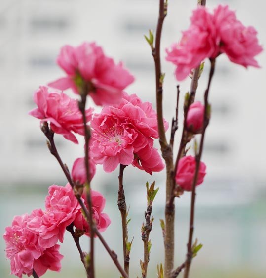 2013nagaikouennosakura055