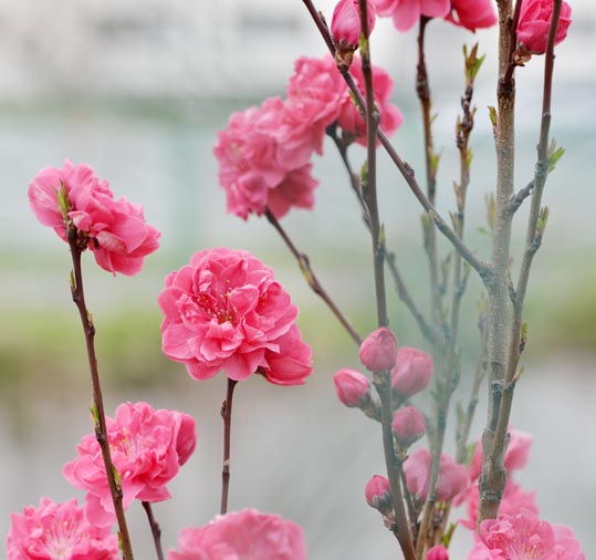 2013nagaikouennosakura056