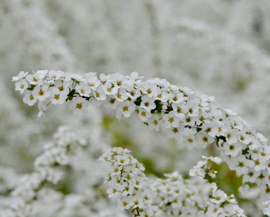 2013nagaikouennosakura061