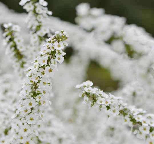 2013nagaikouennosakura064