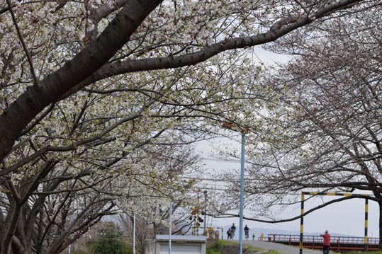 2013nagaikouennosakura065