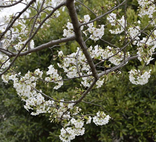 2013nagaikouennosakura066