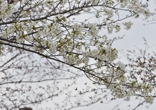 2013nagaikouennosakura070