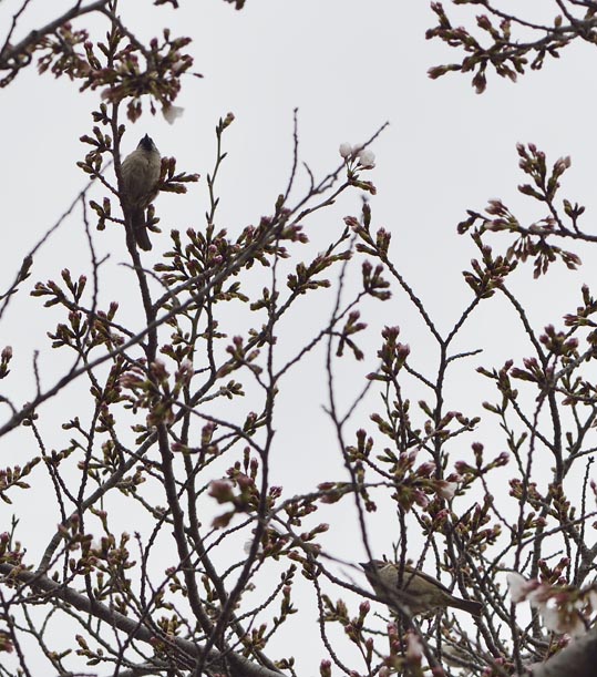 2013nagaikouennosakura071