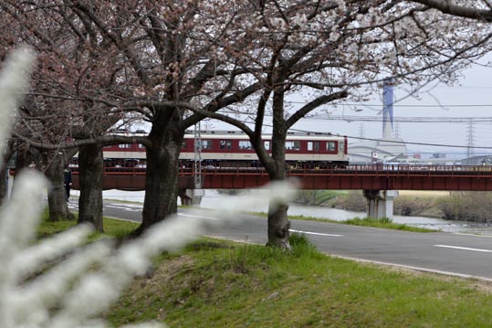 2013nagaikouennosakura075
