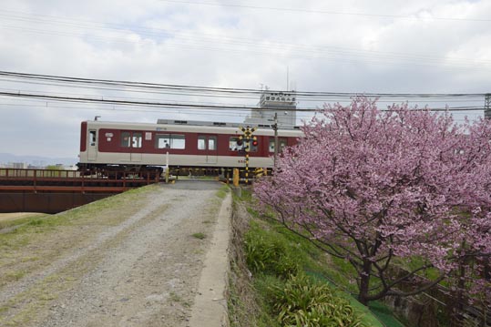 2013nagaikouennosakura077