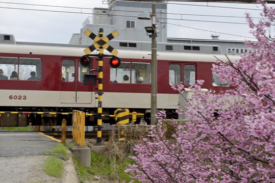 2013nagaikouennosakura081