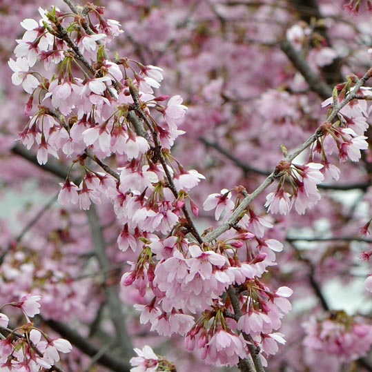 2013nagaikouennosakura083