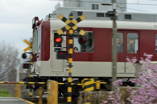 2013nagaikouennosakura084