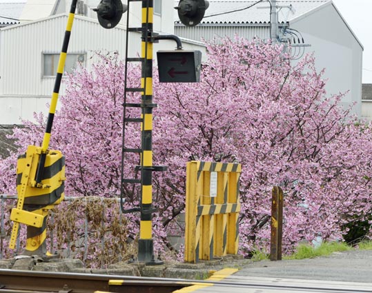 2013nagaikouennosakura087