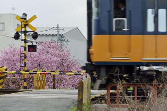 2013nagaikouennosakura088