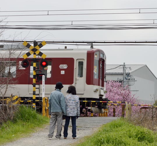 2013nagaikouennosakura089