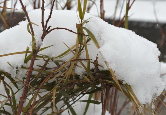 2014yukinoosakajyo003