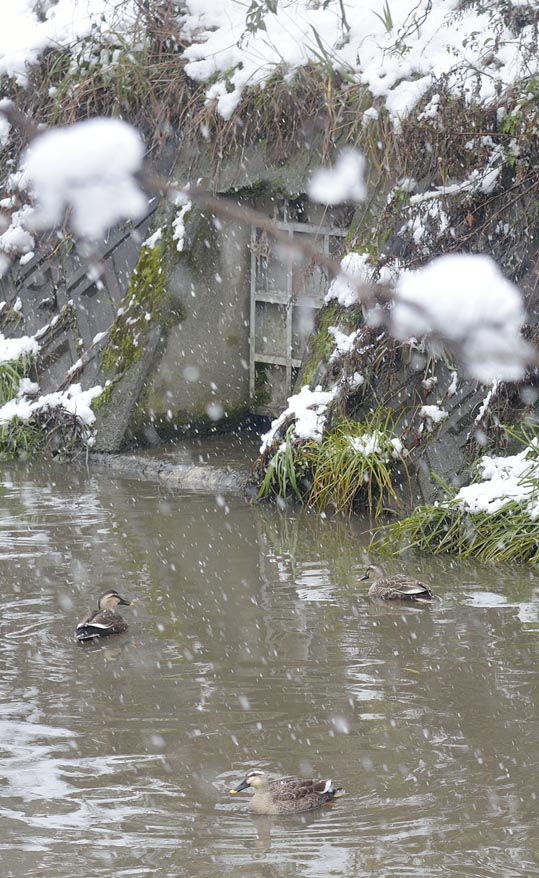 2014yukinoosakajyo009