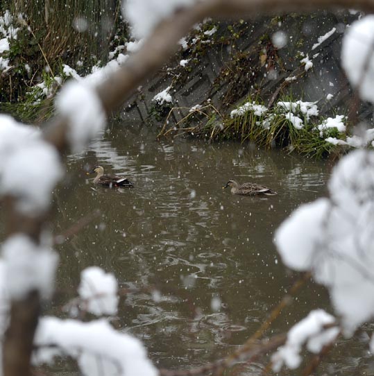 2014yukinoosakajyo011