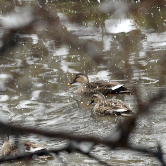 2014yukinoosakajyo013