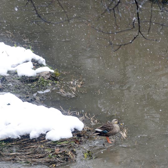 2014yukinoosakajyo014