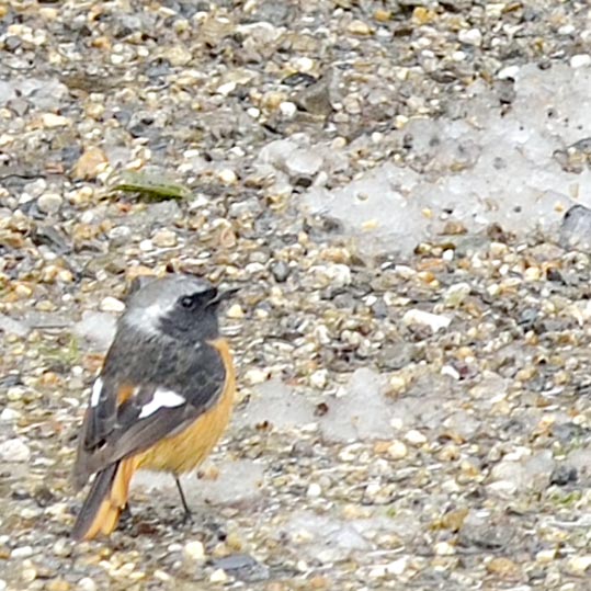 2014yukinoosakajyo088