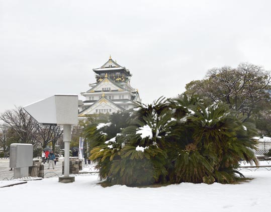 2014yukinoosakajyo116