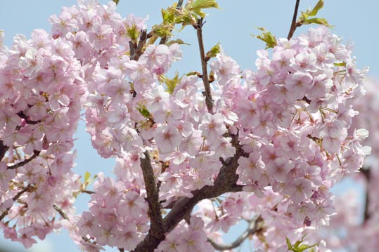 2014jyounanguusidareume001