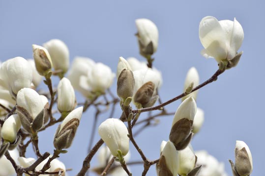 2014jyounanguusidareume002