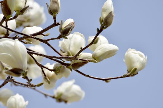 2014jyounanguusidareume003