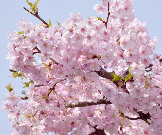 2014jyounanguusidareume005