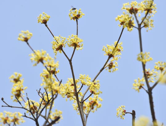 2014jyounanguusidareume006