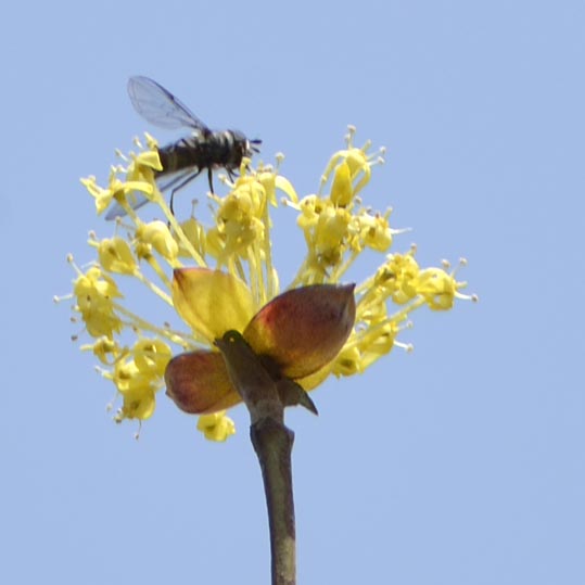 2014jyounanguusidareume007