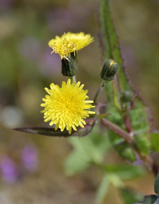 2014jyounanguusidareume010