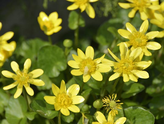 2014jyounanguusidareume012