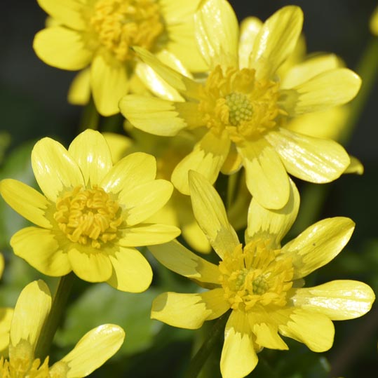 2014jyounanguusidareume013