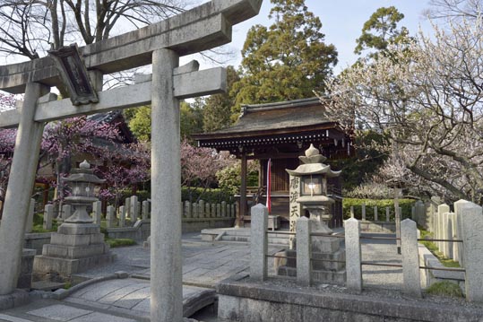 2014jyounanguusidareume041