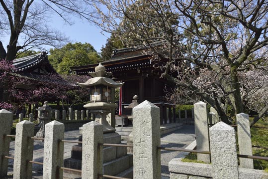 2014jyounanguusidareume044