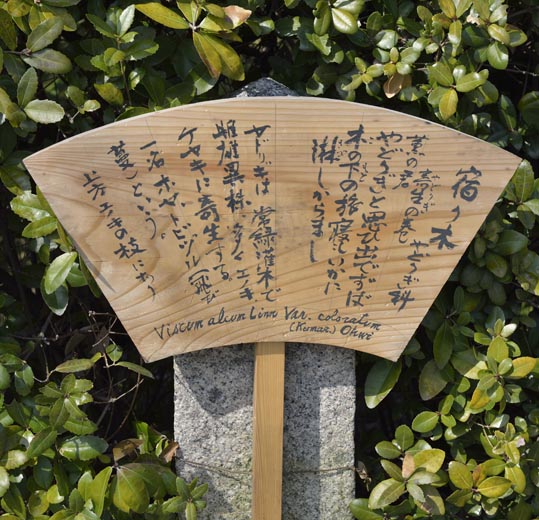 2014jyounanguusidareume045