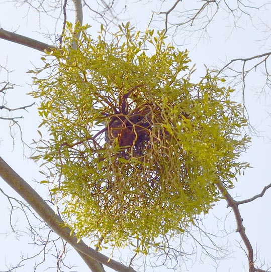 2014jyounanguusidareume048