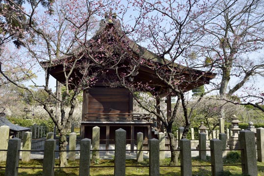 2014jyounanguusidareume049