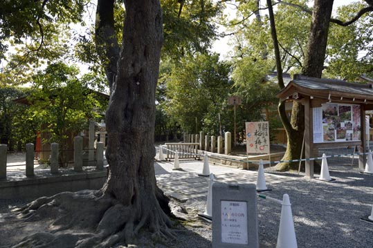 2014jyounanguusidareume066