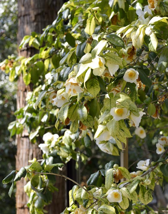 2014jyounanguusidareume068