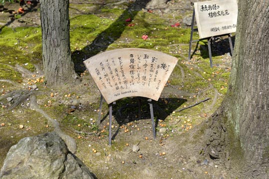 2014jyounanguusidareume070