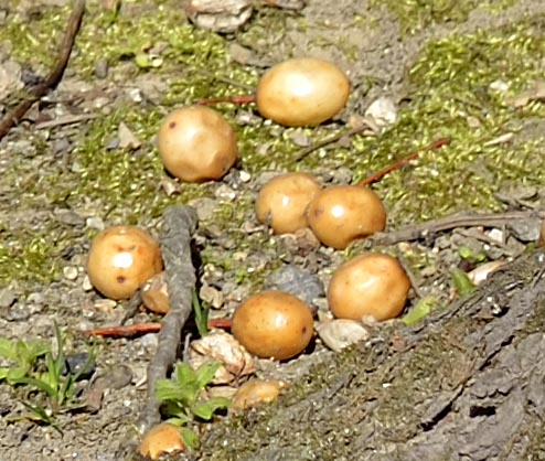 2014jyounanguusidareume071