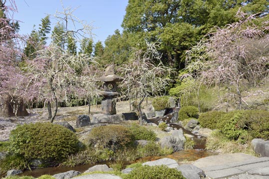 2014jyounanguusidareume081