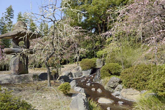 2014jyounanguusidareume082